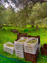 ÉDAFOS PDO Extra Virgin Greek Olive Oil - 500ml Bottle ÉDAFOS PDO Extra Virgin Greek Olive Oil - 500ml Bottle